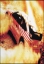 Imagen de Colin McRae04